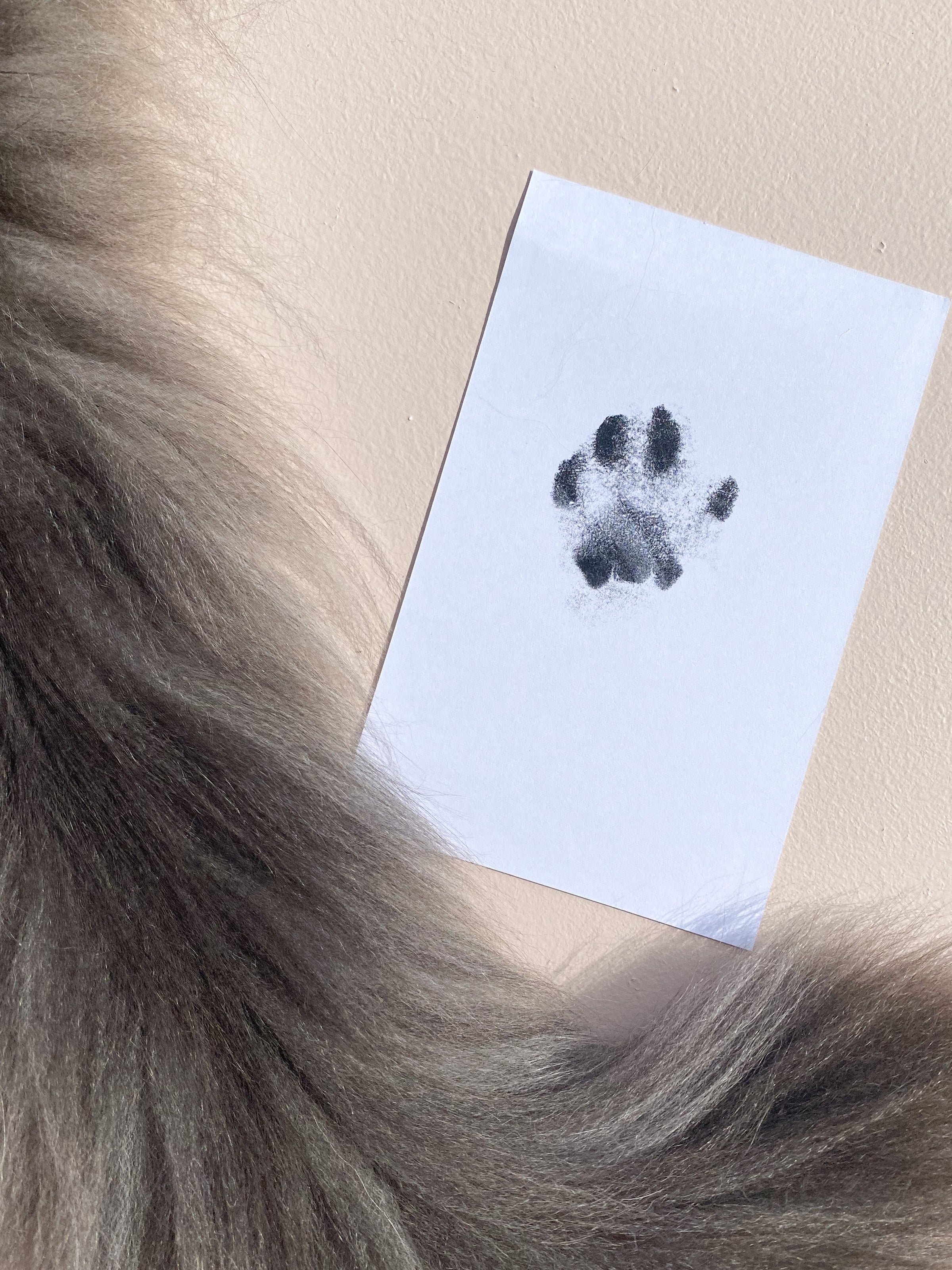 Inkless dog paw print kit cheap